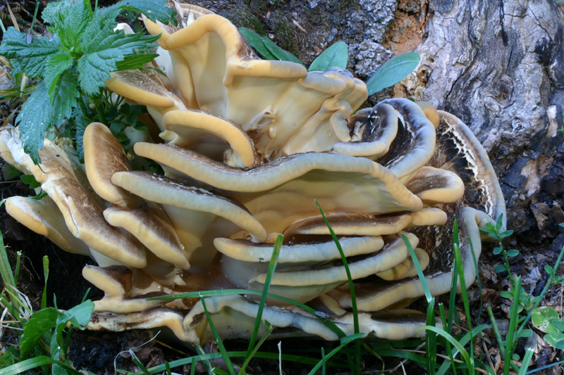 Meripilus giganteus ? fotog .il 24.08.2010.